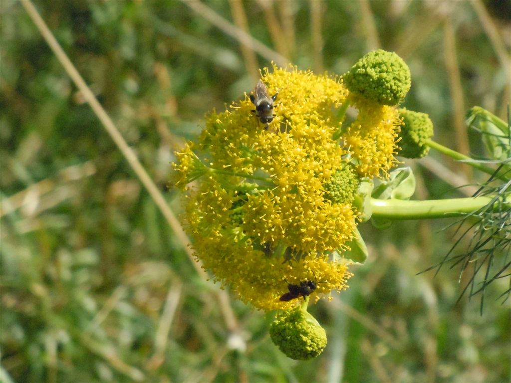 Ferula communis / Ferula comune